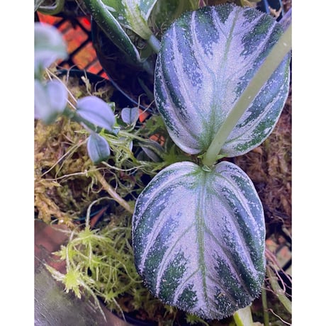 Argostema bifolium from Bukit Larut [TK130717]