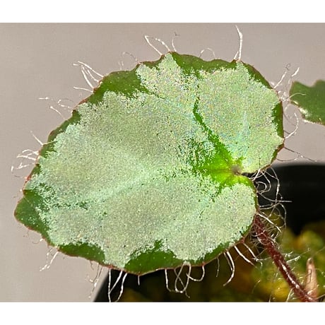 Begonia cf. ferox from Cao Bang [YH040519BK] TK