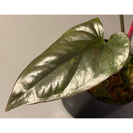 Syngonium sp. from Choco Colombia [tanakay]
