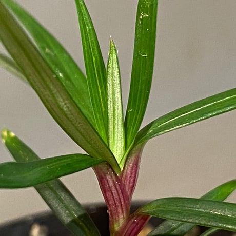Freycinetia sp. from Setiu