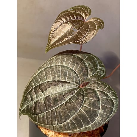 Dioscorea dodecaneura (discolor)