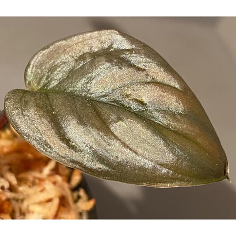Homalomena sp. "Silver Bullet" from Pulau Lingga [AZ0917-1]