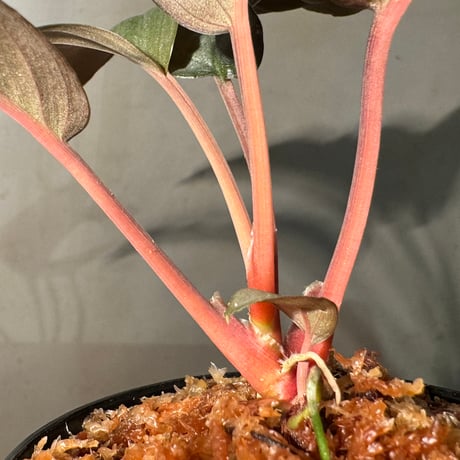 Homalomena sp. from Kayu Hitam [KN1117]