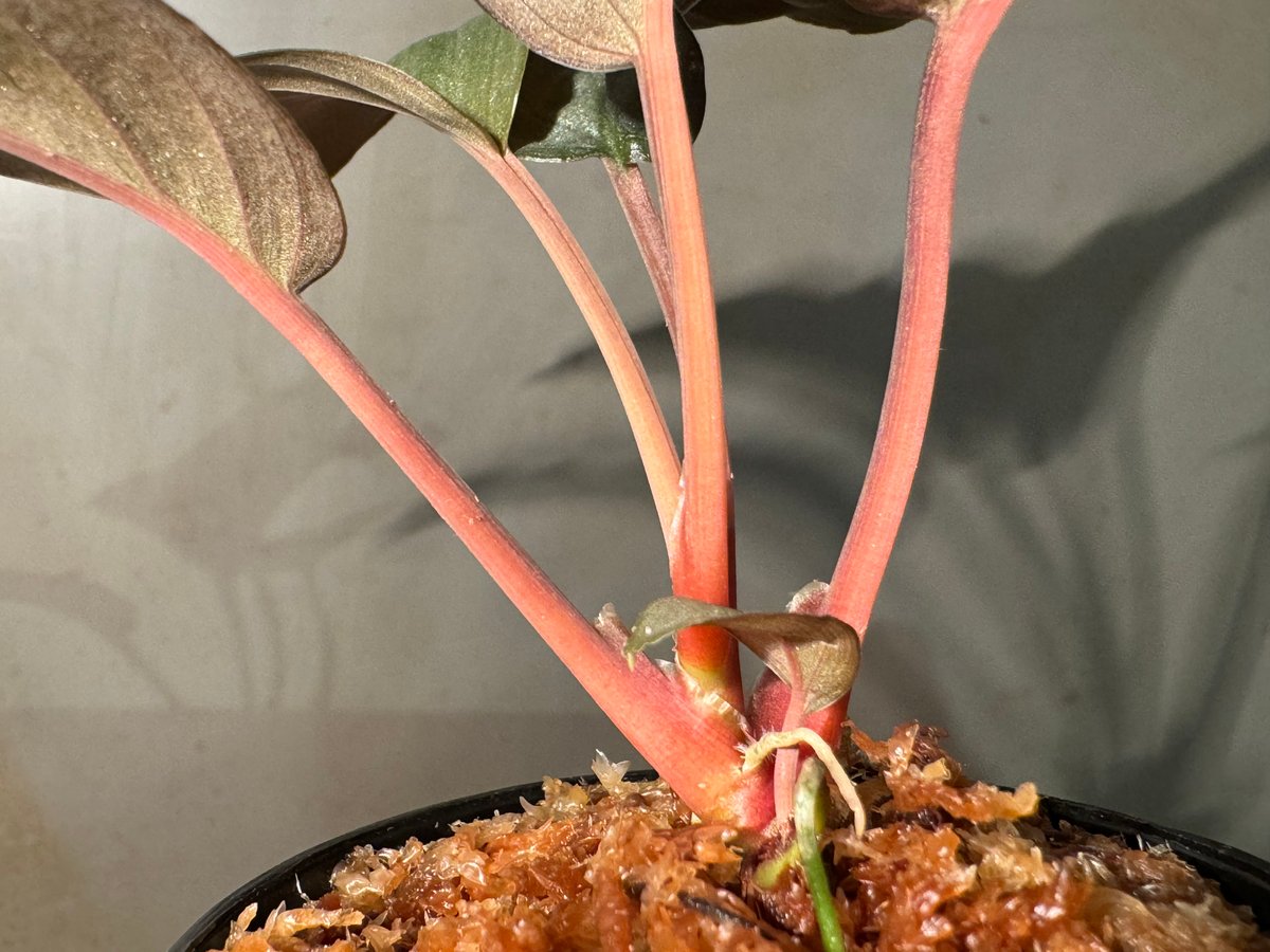 Homalomena sp. from Kayu Hitam [KN1117] | M・R・G・R