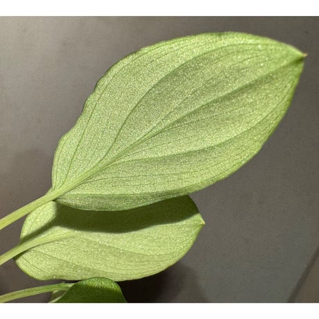 Homalomena sp. "Sunshine Natal Gila2" BNN from Sibolga timur [AZ1217-6]