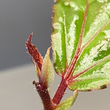 Begonia sp. "Matang-3" from Matang Sarawak [RIO]
