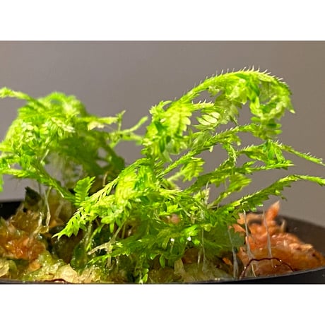 Selaginella biformis [STRINGE PLANTS]