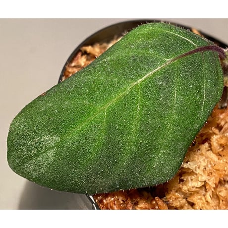 Gymnostachyum sp. from Tigalingga [HW0219-02]