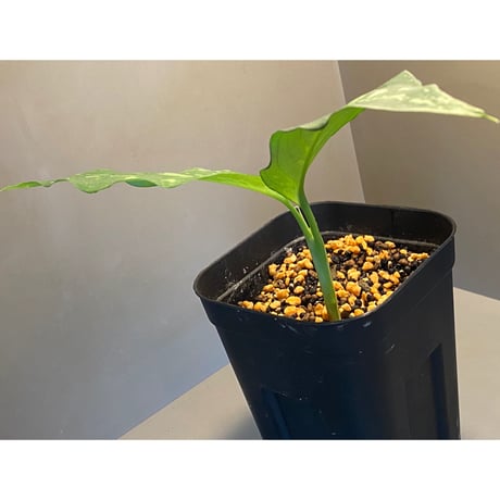 Aglaonema pictum tricolor from Aceh sumatera [LA0819-01b]
