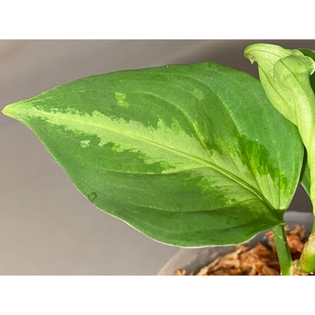 Aglaonema pictum GW1410 "Type3" from Padang sidempuan [TB]