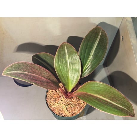 (大株) Siderasis fuscata
