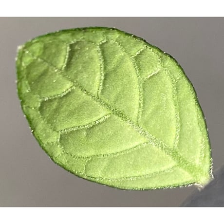 キツネノマゴ科の一種 from Lasi [R1214-02a]