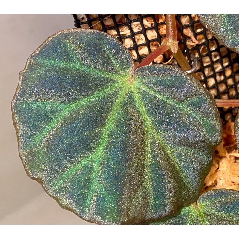 peculiarman　Begonia 5点同梱発送 Begonia sp. from North Toraja [S0919-02] 伊藤蟻植物農