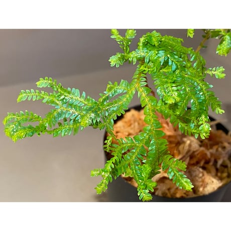 Selaginella siamensis ②