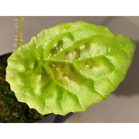 Begonia susaniae