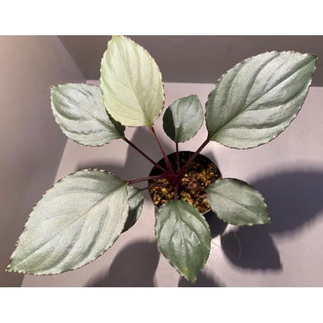 Homalomena 'Rec1-29' K0718-f1 [KZT]