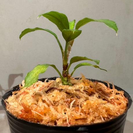 Homalomena cf. hasei from Aceh sumatera [LA1118-03]