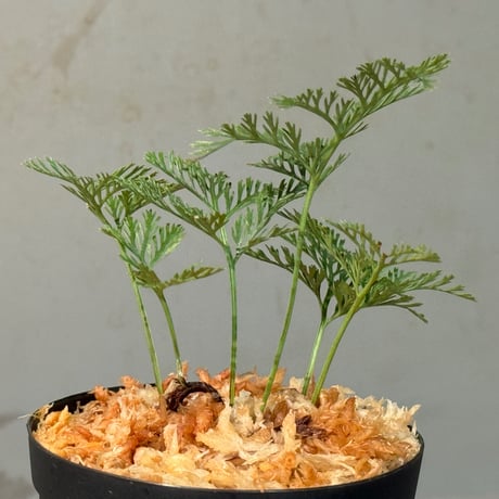 Davallia sp. from Sarawak ①