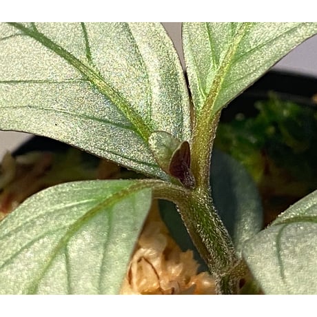 Acanthaceae gen. from Laos [LA]