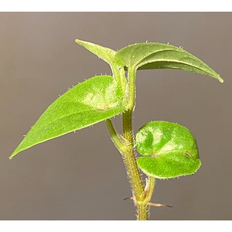 Piper sp. from Borneo