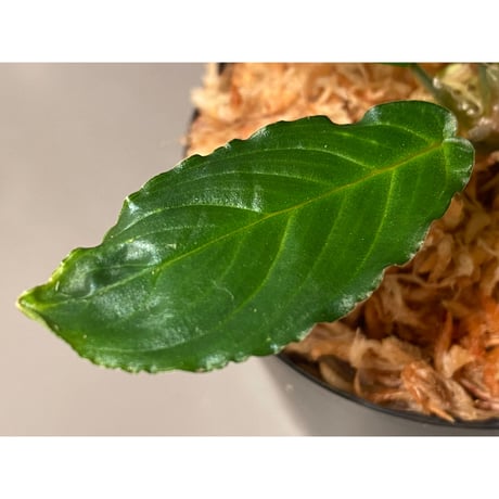 Homalomena sp. "Euclase" from Riau sumatera [LA0518-02]