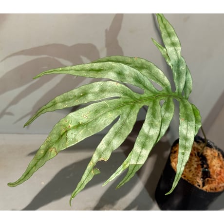 Colysis sp. from Son La Vietnam