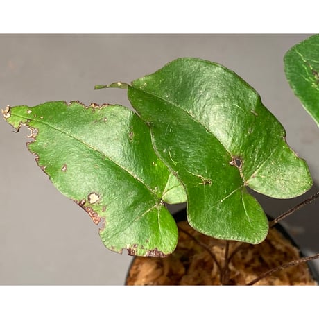 Hemionitis arifolia from Prachuap Khiri Khan Thailand