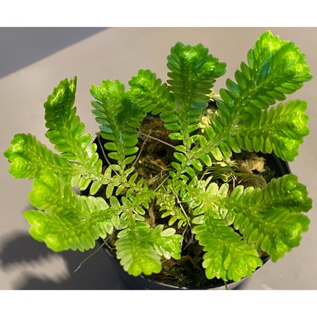 Selaginella sp. バリエガータ from "Nanga pinoh" [TB]