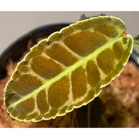 Emblemantha urnulata (Labisia sp.) from Riau sumatera [LA0815-01]