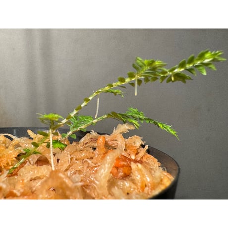 Selaginella sp. from Iquitos Peru [tanakay]