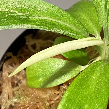 Schismatoglottis sp. "初霜錦" from Murung raya [LA0515-05]