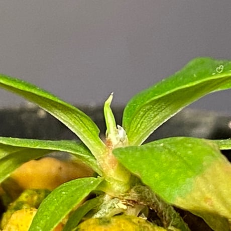 Homalomena sp. [LA0317-z-r]