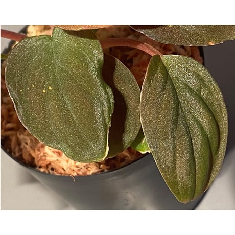 Homalomena sp. Red "Sabah-6" [R0515-03a] ②