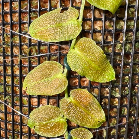 Pothos barberianus from Kapuas fulu West Kalimantan