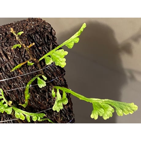 Teratophyllum aculeatum from Nanga pinoh [TB]