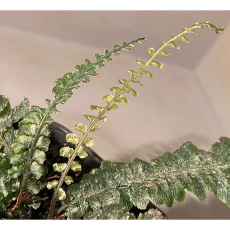 (大株) Cephalomanes sp. from Trat Thailand ②