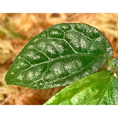 Elatostema sp. (Sri Lanka?)