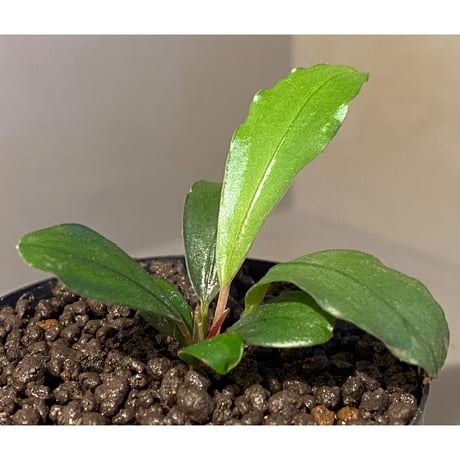 Bucephalandra sp. "Sokan"