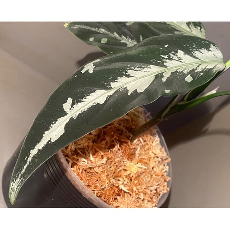Aglaonema pictum A "しるば〜らいん" from Aceh sumatera [LA0217-04]