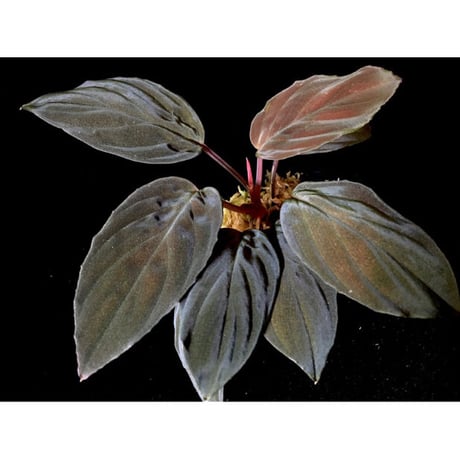 Homalomena sp. Red "Sabah-6" [R0515-03a]