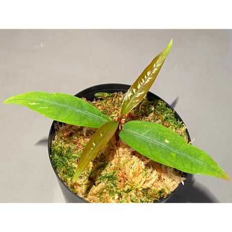 Labisia sp. from "Lebong" Bengkulu [TB]