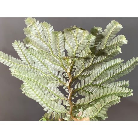 Selaginella picta