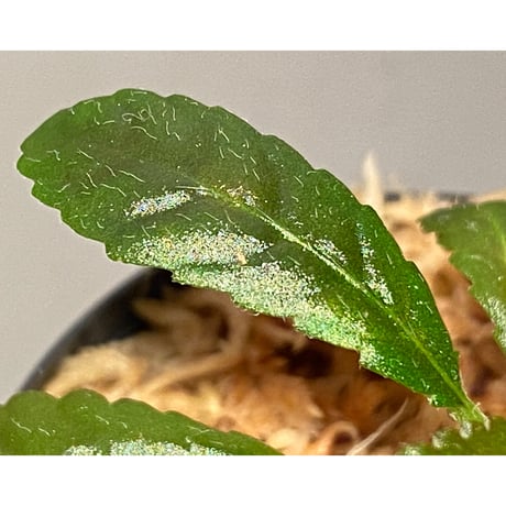 Nautilocalyx pemphidius
