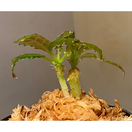 (２芽立ち) Nautilocalyx pemphidius