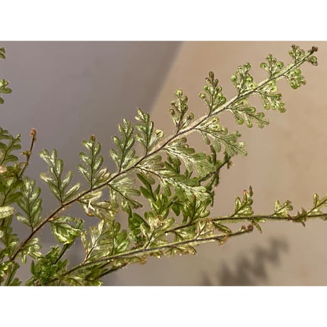 Hymenophyllum sp. from Ecuador 東京ドームらん展購入増殖株 [KSB]