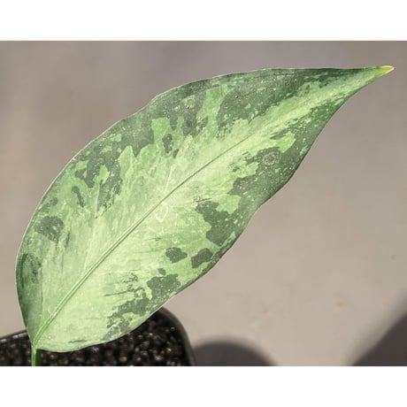 Aglaonema pictum A "しるば〜らいん" from Aceh sumatera [LA1218-01b]