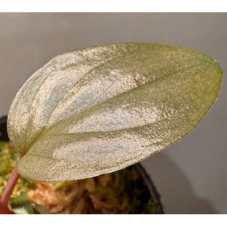 Homalomena sp. "Silver Bullet" from Pulau Lingga [AZ0917-1]