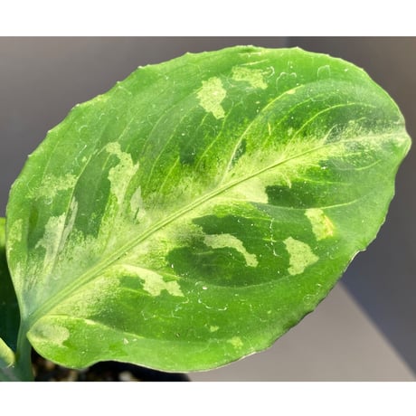 Aglaonema pictum CW1507 モザイク from Sumatera barat [TB]