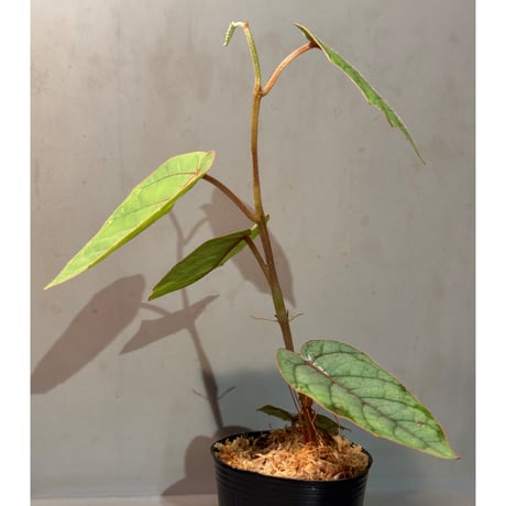 Pterisanthes sp. from Sabah-1 [R0515-01a]