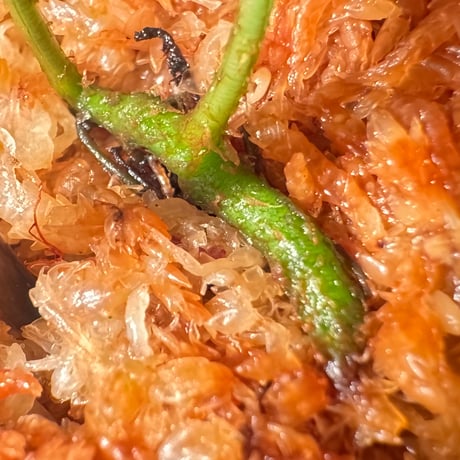 Microsorium sp. from Saripoi [LA0515-02]
